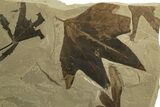 Fossil Leaf (Macginitiea & Lygodium) Plate - Insect Predation! #320789-1